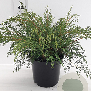 Microbiota decussata 30-40 cm 3,0L