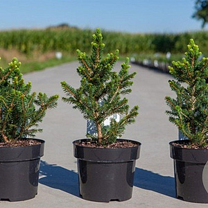 Picea a. 'Will's Zwerg' 30-40 cm 3,0L