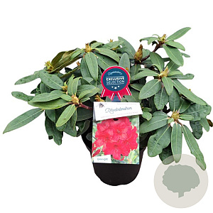Rhododendron (Y) 'Bohl Roter Stern' 25-30 cm 5,0L