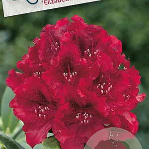 Rhododendron 'Elizab. Red Foliage' 30-40 cm 5,0L struik