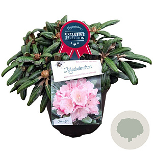 Rhododendron (Y) 'Koichiro Wada' 25-30 cm 5,0L