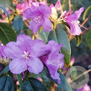 Rhododendron 'Praecox' 25-30 cm 3,5L