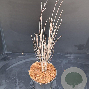 Frangula alnus Fine Line 50-60 cm 5,0L