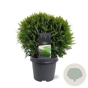 Thuja occidentalis 'Danica Aurea' 30-40 cm 5,0L