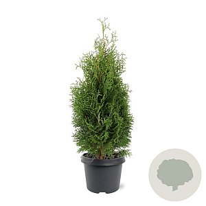 Thuja occ. 'Holmstrup' 40-50 cm 3,0L