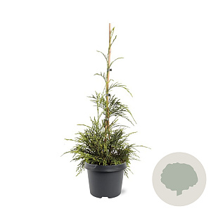Thuja plicata 'Aldrich Mountain' 40-50 cm 3,0L