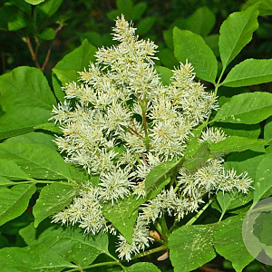 Fraxinus ornus 100-125 cm 10L