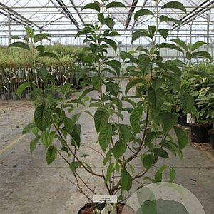 Halesia carolina 60-80 cm 7,5L