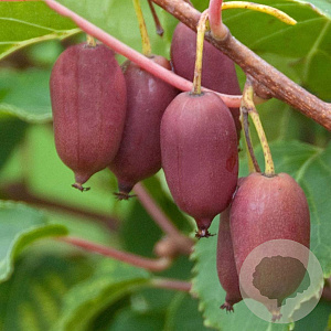 Actinidia a. 'Red Jumbo' 80-100 cm 5,0L