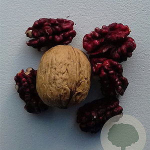 Juglans r. 'Red Phantom' 200-250 cm cont. 1000L