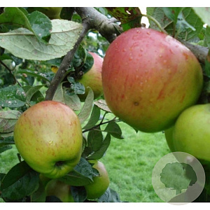 Malus d. 'Franse Bellefleur' 8-10 HO wortelgoed