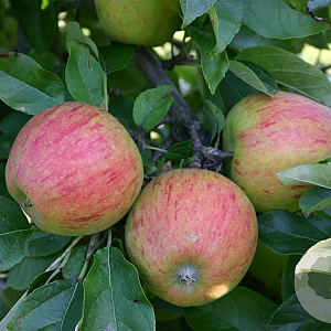 Malus d. 'Pilot' 12-14 HA draadkluit