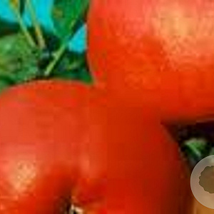 Malus d. 'Roter Berlepsch' 6-8 HO wortelgoed