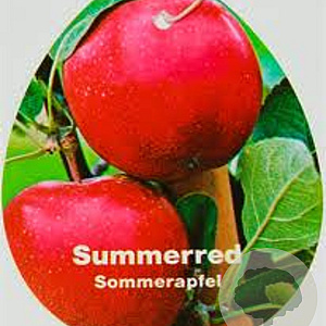 Malus d. 'Summerred' 6-8 HO wortelgoed