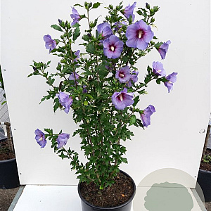 Hibiscus syr. 'Marina' 50-60 cm met kluit