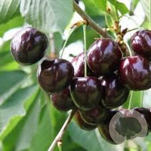 Prunus a. 'Varikse Zwarte' halfstam wortelgoed