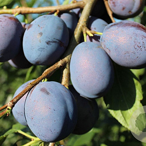 Prunus d. 'Hanita' halfstam wortelgoed