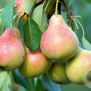 Pyrus c. 'Pyrodwarf' 80-100 cm 50L