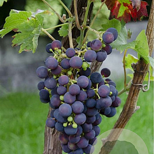 Vitis 'Vanessa' 25-30 cm 2,0L