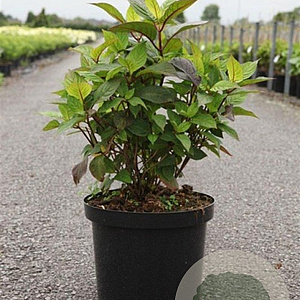 Hydrangea s. 'Preziosa' 40-50 cm 10L