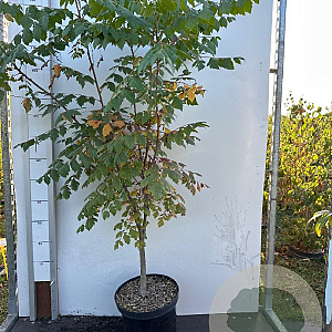 Koelreuteria paniculata 100-125 cm 10L