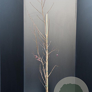 Liquidambar styraciflua 100-125 cm 10L