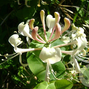 Lonicera caprifolium 175-200 cm 7,5L