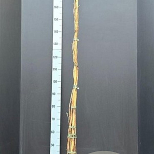 Lonicera periclymenum 175-200 cm 7,5L