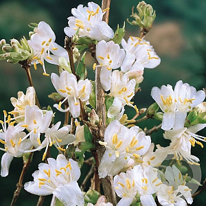 Lonicera purpusii 50-60 cm 5,0L