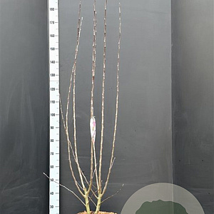 Malus 'Evereste' 150-175 cm 15L