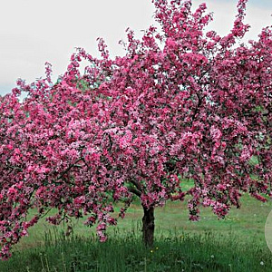 Malus 'Liset' 80-100 cm 10L