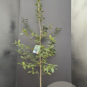 Mespilus germanica 125-150 cm 10L