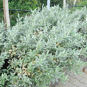 Salix helvetica 40-50 cm 10L