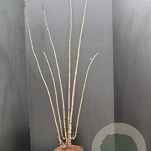 Sambucus nigra Black Tower 100-125 cm 10L