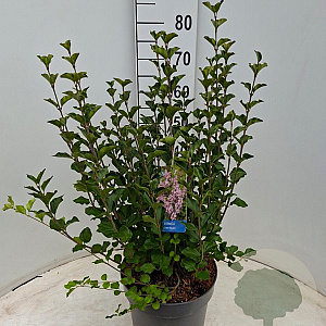 Syringa meyeri 'Palibin' 50-60 cm 7,5L