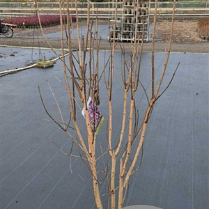 Syringa v. 'Charles Joly' 125-150 cm 25L