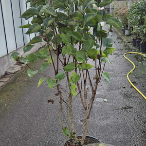 Syringa v. 'Mme Lemoine' 125-150 cm 25L