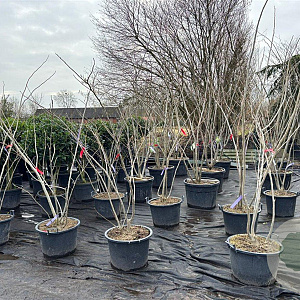 Albizia julibr. Ombrella 200-250 cm cont. 60L meerstammig