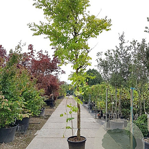 Campsis radicans 160 cm stam container 16-18