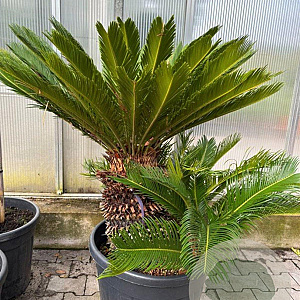 Cycas revoluta 50-70 cm container solitair