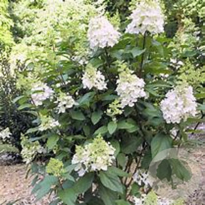 Hydrangea pan. 'DVPPinky' 60-80 cm met kluit