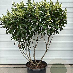 Hydrangea pan. 'DVPPinky' 150-175 cm container Multistam