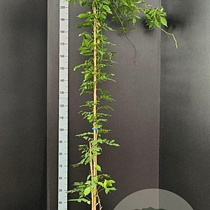 Wisteria flor. 'Multijuga' 175-200 cm 7,5L