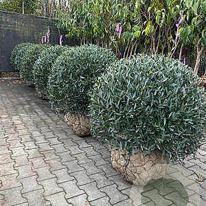 Phillyrea angustifolia 90-100 cm cont. 150L bol