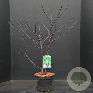 Cornus alternifolia 60-80 cm 10L