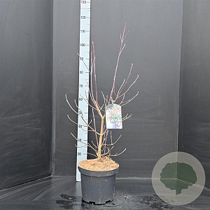 Cornus florida 60-80 cm 10L