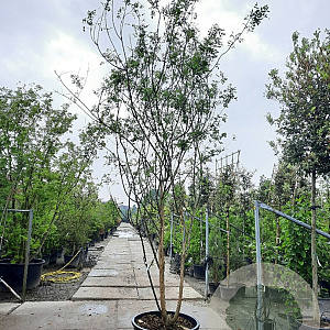 Styphnolobium j. 'Regent' 400-450 cm container meerstammig extra