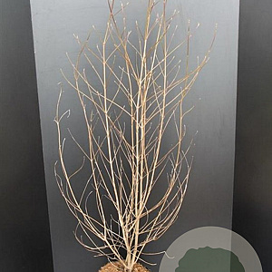 Cornus kousa chinensis 100-125 cm 10L