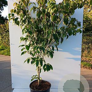 Cornus k. 'Teutonia' 100-125 cm 20L