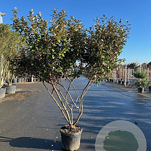 Elaeagnus ebb. 'Compacta' GM container meerstammig